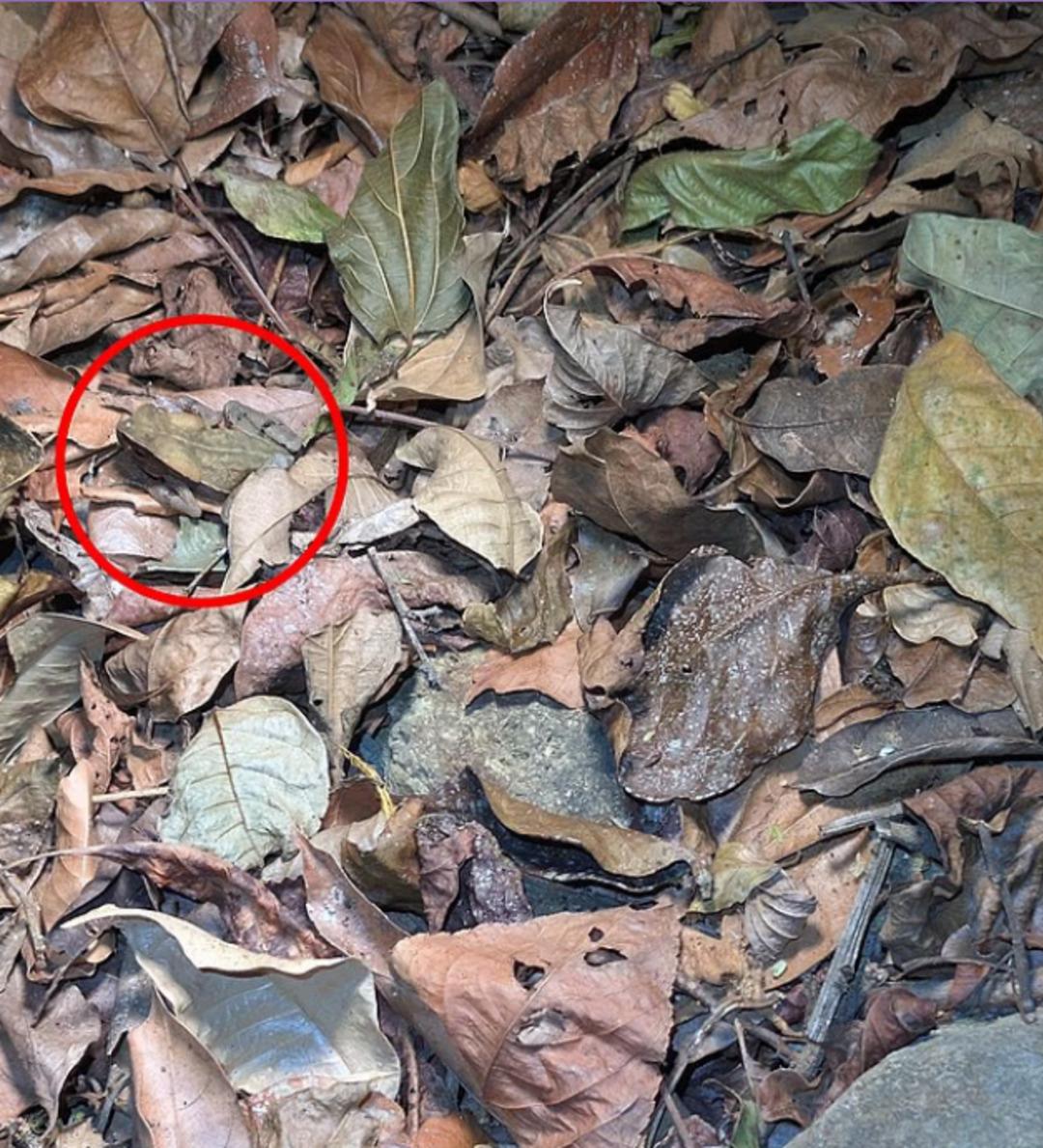 Kurbağayı bulmak neredeyse imkansız: İnternet bu fotoğrafa takıldı! 2