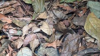 Kurbağayı bulmak neredeyse imkansız: İnternet bu fotoğrafa takıldı!