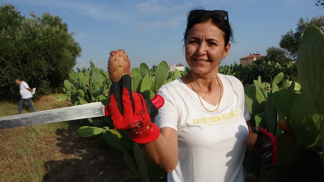 Kurarken dalga geçtiler, görünce anladılar! Yurt dışına 10 ton satıyor  Kıymeti bilinmiyor, maliyetsiz, emeksiz gelir  4