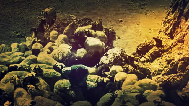 Kurt sürüye acımadı! 70'ten fazla koyun öldü