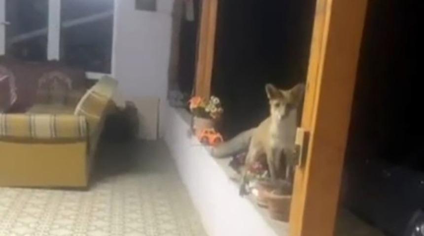 Saray’da tilki ile sohbet görenleri güldürdü