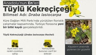 "Tüylü Kekreçiçeği" yeni tür olarak bitki florasına eklendi