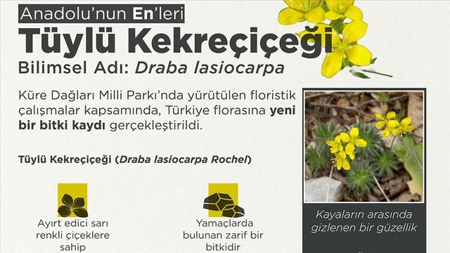 Tüylü Kekreçiçeği yeni tür olarak bitki florasına eklendi