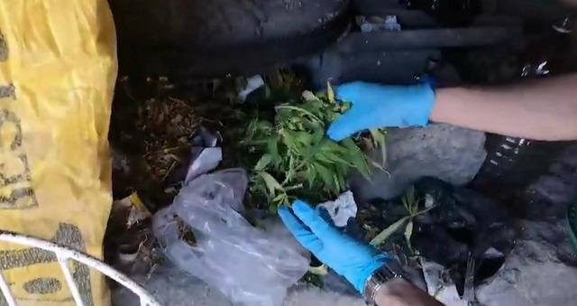 Kayseri’de 287 kök kenevir ele geçirildi: 1 gözaltı 5