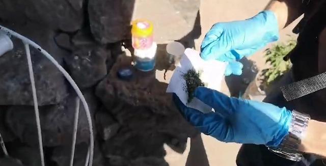 Kayseri’de 287 kök kenevir ele geçirildi: 1 gözaltı 3