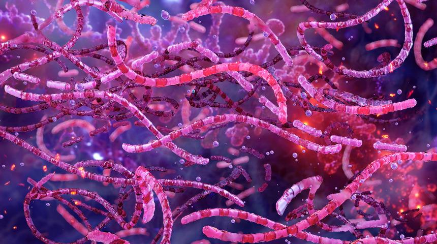 Şarbon hastalığı nedir, nasıl bulaşır?