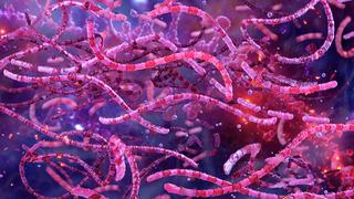 Şarbon hastalığı nedir, nasıl bulaşır?