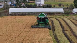 Bafra Ovası'nda çeltik hasadı başladı!