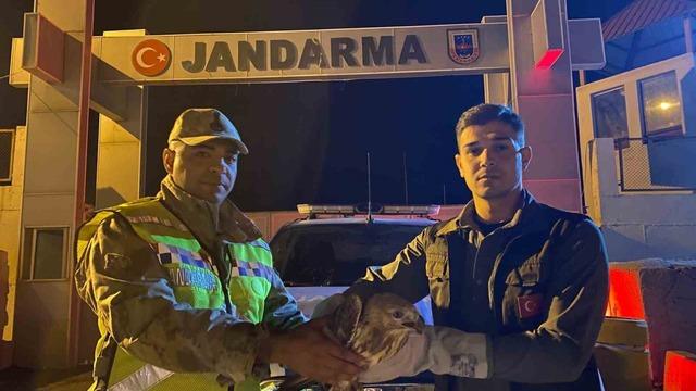 Kızıl şahin emin ellerde