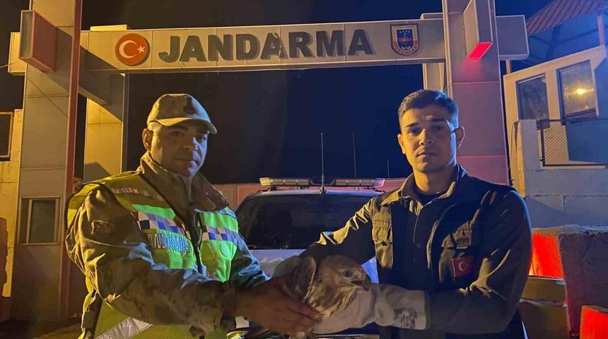 Kızıl şahin emin ellerde