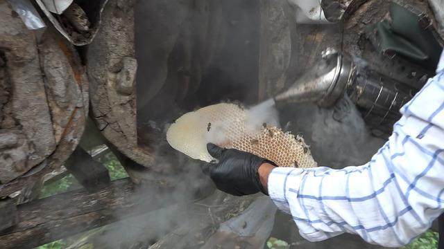 Yerden metrelerce yükseklikte el değmeden üretiliyor! Kilosu 7 bin lirayı buluyor