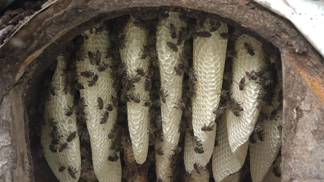 Yerden metrelerce yükseklikte el değmeden üretiliyor! Kilosu 7 bin lirayı buluyor 2