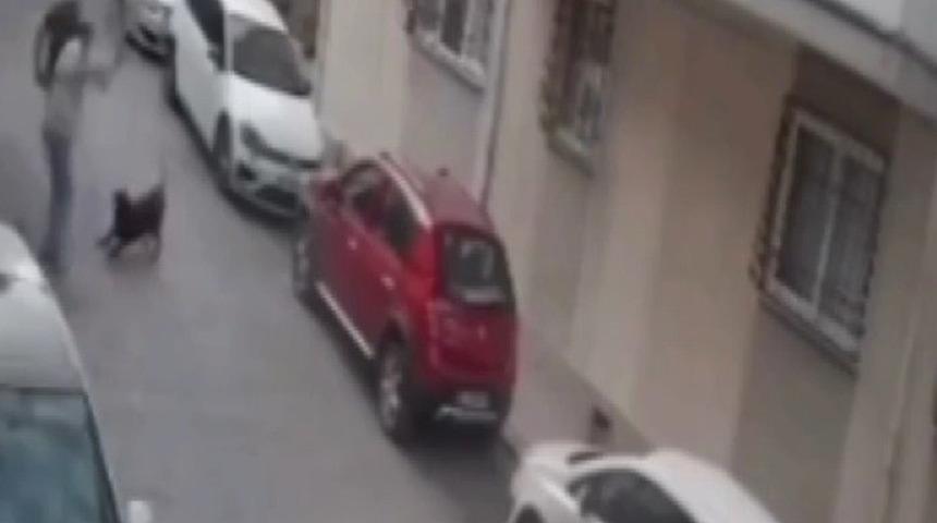 Sosyal medya ayağa kalktı! Köpeğe kemerli şiddet