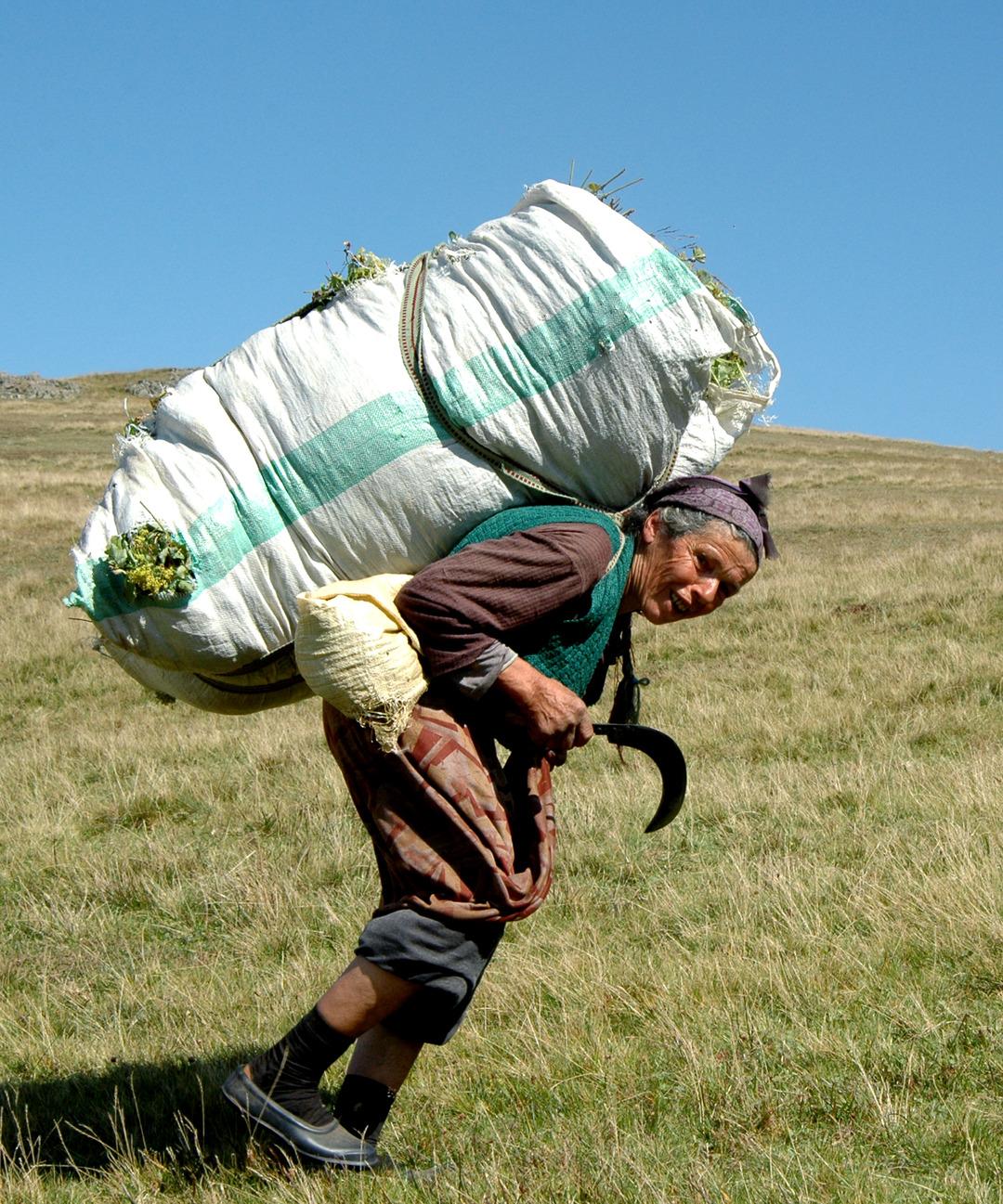 Karadeniz de korkutan sinsi hastalık: ‘Çiftçi akciğeri’ tehlikesi! Uzmanlar uyarıyor... 3