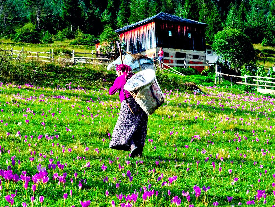 Karadeniz de korkutan sinsi hastalık: ‘Çiftçi akciğeri’ tehlikesi! Uzmanlar uyarıyor... 2