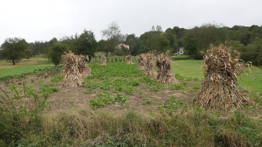 Karadeniz de korkutan sinsi hastalık: ‘Çiftçi akciğeri’ tehlikesi! Uzmanlar uyarıyor... 1