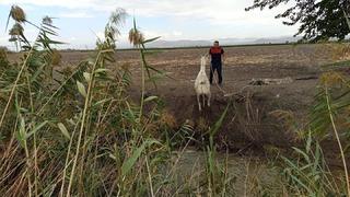 Kırıkhan’da sulama kanalına düşen eşeği itfaiye kurtardı