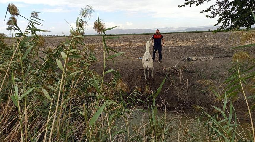 Kırıkhan’da sulama kanalına düşen eşeği itfaiye kurtardı