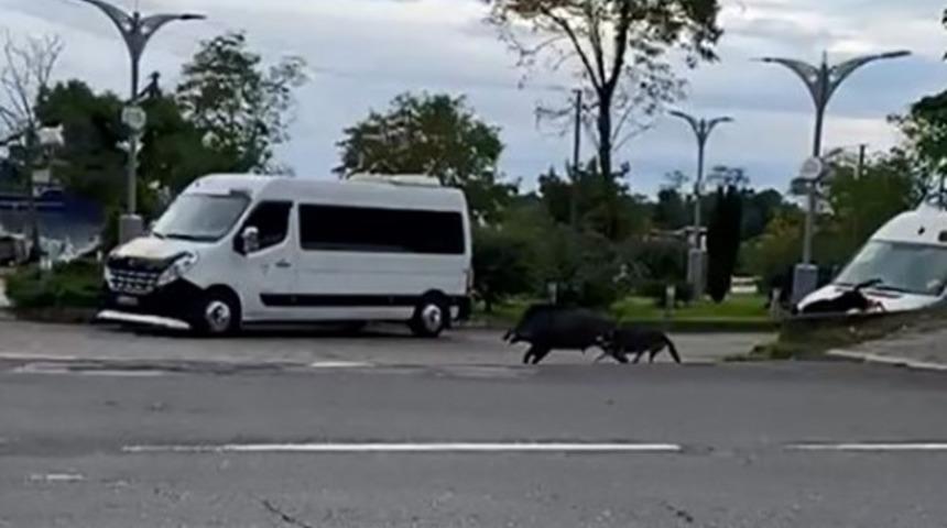 Ordu'da domuz sahil yoluna indi
