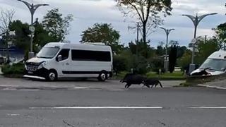 Ordu'da domuz sahil yoluna indi