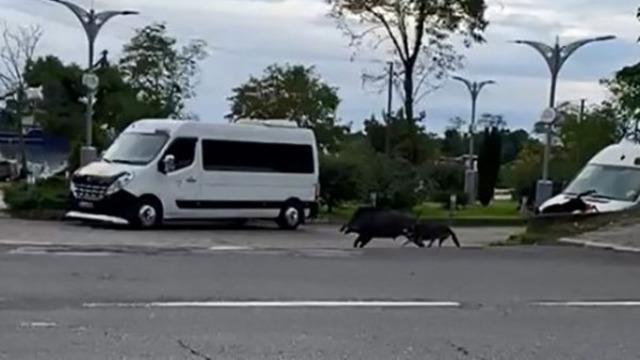 Ordu'da domuz sahil yoluna indi