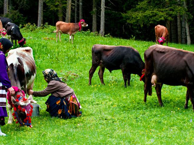 Karadeniz'de korkutan sinsi hastalık:  ‘Çiftçi akciğeri’ tehlikesi! Uzmanlar uyarıyor... 