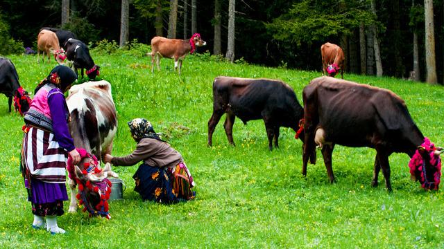 Karadeniz'de korkutan sinsi hastalık:  ‘Çiftçi akciğeri’ tehlikesi! Uzmanlar uyarıyor... 
