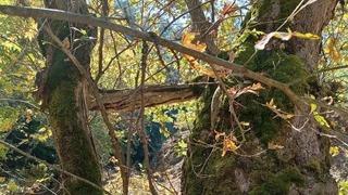 Manisa'da İki Çınarın Büyüleyici Bağlantısı