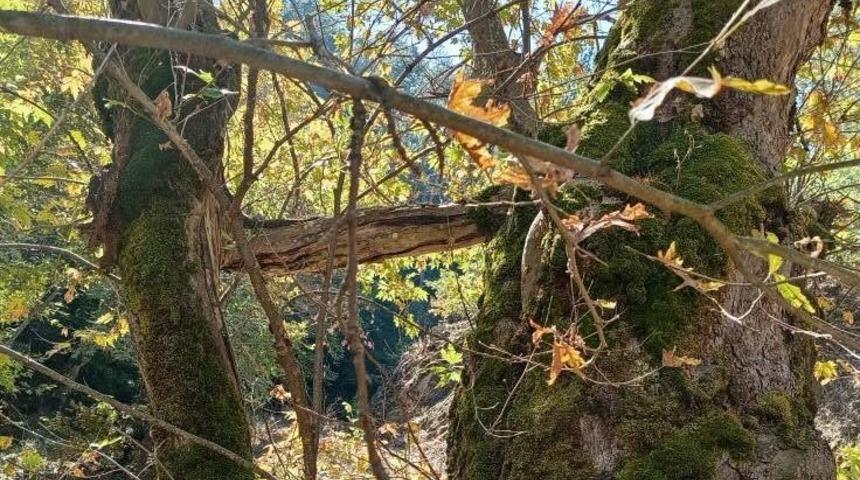 Manisa'da İki Çınarın Büyüleyici Bağlantısı