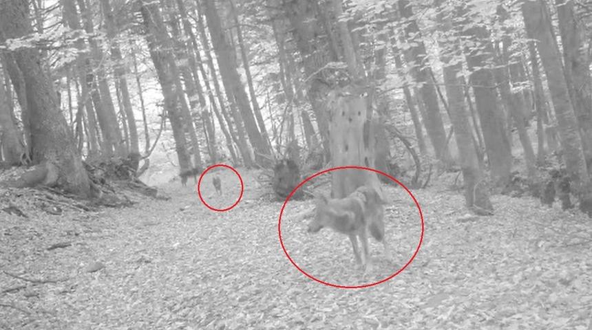 Ormanda gezen 2 kurt fotokapana yansıdı 