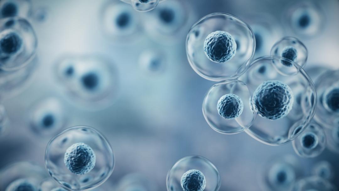 Çığır açan yeni gelişme! Deriden insan yumurta hücresi üretildi: "Kadınların çocuk sahibi olmasına imkan sağlayacak" 2