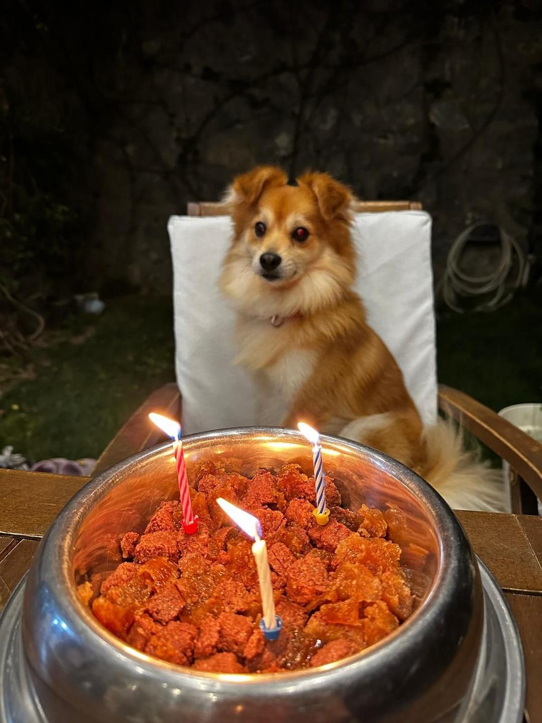 4 yıl önce sahiplenmişlerdi! Kaybolan köpeklerini bulana ödül verecek 1