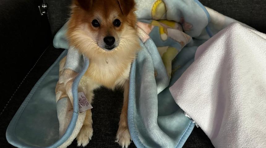 4 yıl önce sahiplenmişlerdi! Kaybolan köpeklerini bulana ödül verecek