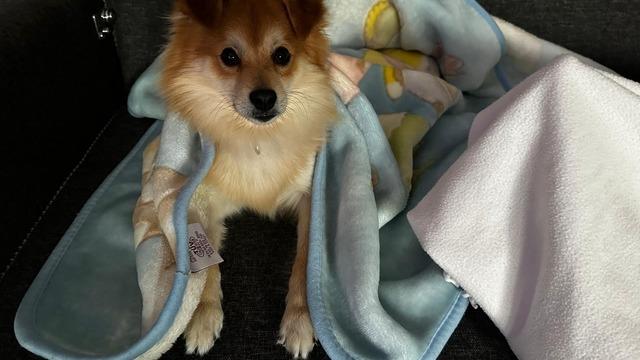 4 yıl önce sahiplenmişlerdi! Kaybolan köpeklerini bulana ödül verecek