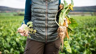 Tarım ve Orman Bakanlığı yeni Şeker Pancarı alım fiyatını açıkladı