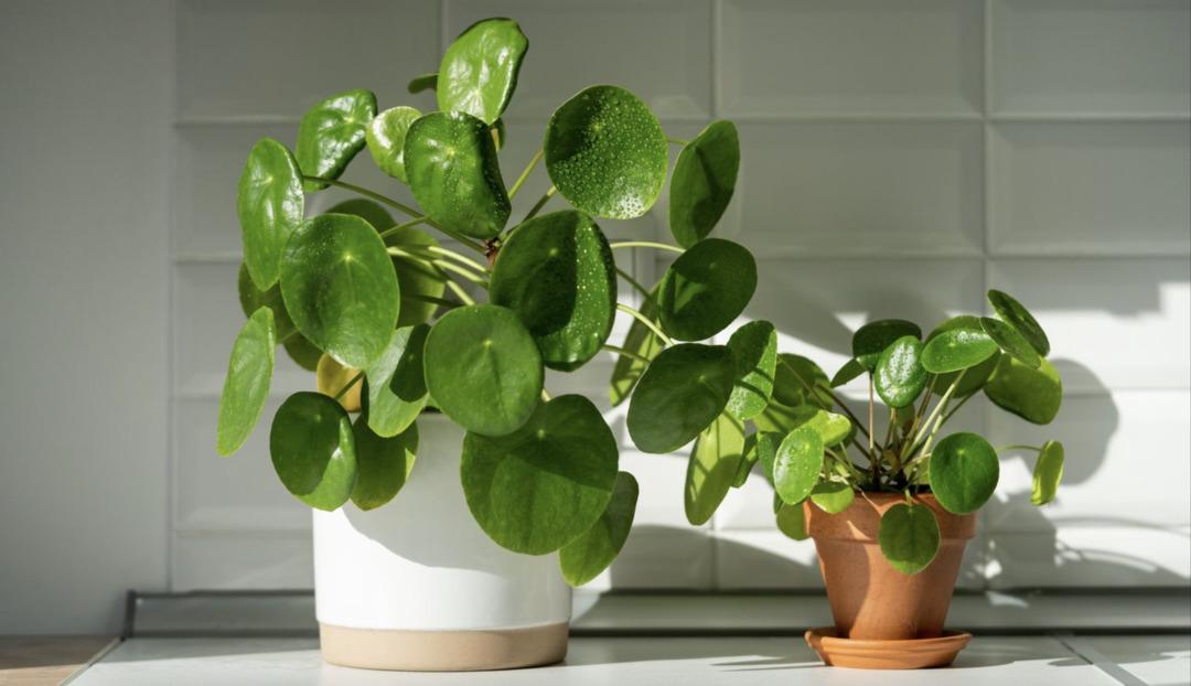 Evinin enerjisini yenileyecek 10 Feng Shui rutini  4