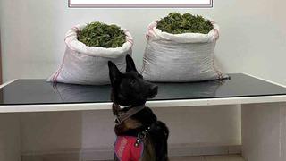 Jandarma’dan uyuşturucu operasyonu