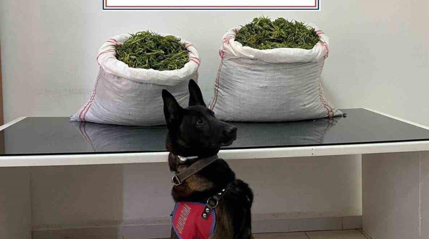 Jandarma’dan uyuşturucu operasyonu