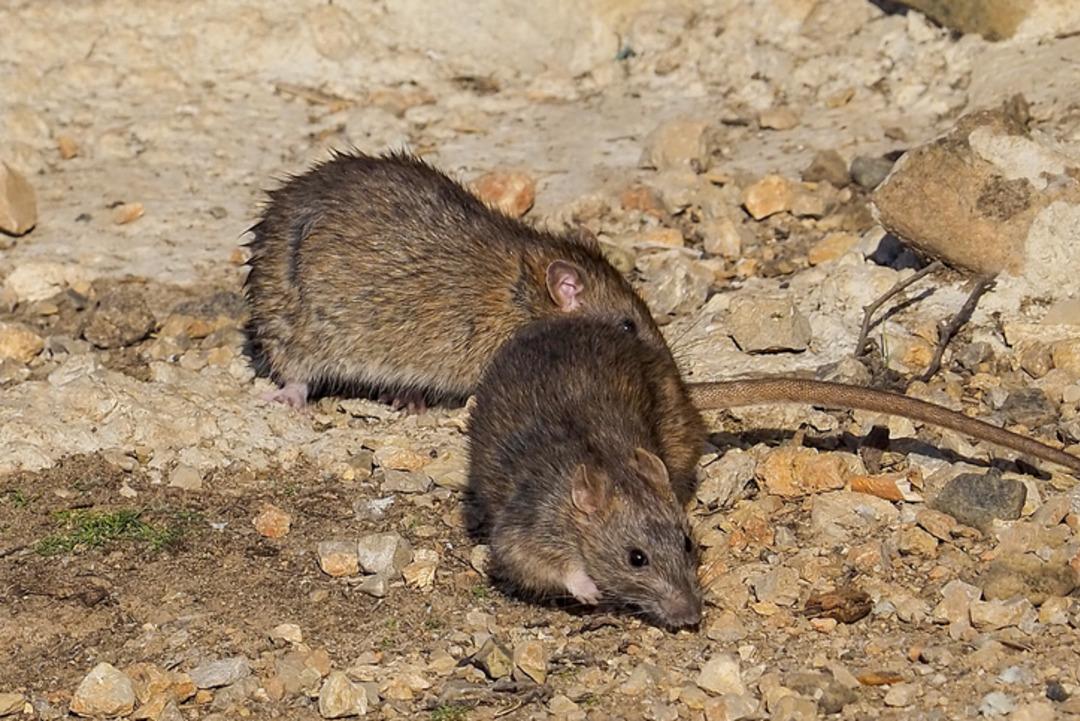 Ölümcül lassa ateşi: Fareden insana bulaşıyor! 166 kişi yaşamını yitirdi! Tehlike günden güne artıyor... 1