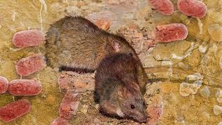 Ölümcül lassa ateşi: Fareden insana bulaşıyor! 166 kişi yaşamını yitirdi! Tehlike günden güne artıyor...