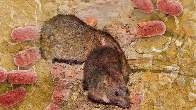 Ölümcül lassa ateşi: Fareden insana bulaşıyor! 166 kişi yaşamını yitirdi! Tehlike günden güne artıyor...