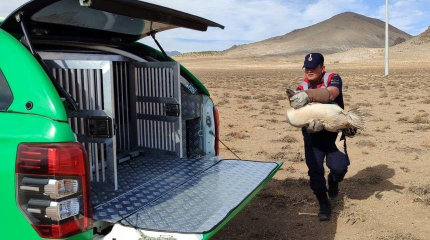 Karaman'da yaralı bulunan 3 pelikan ve 1 kızıl şahin tedavi altına alındı