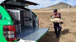 Karaman'da yaralı bulunan 3 pelikan ve 1 kızıl şahin tedavi altına alındı