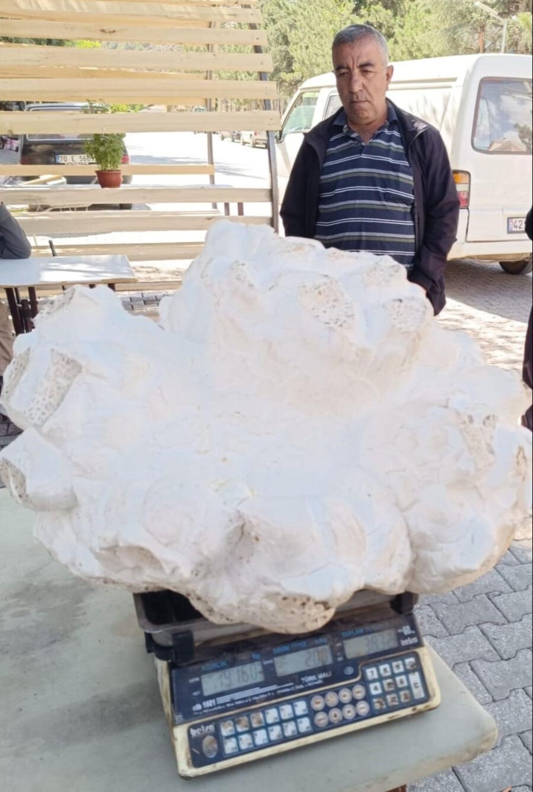 Taş zannetti, bambaşka bir şey çıktı! Tartıda 19 kilo geldi 2