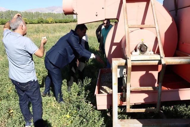 Erzincan’da kuru fasulye hasadı başladı 2