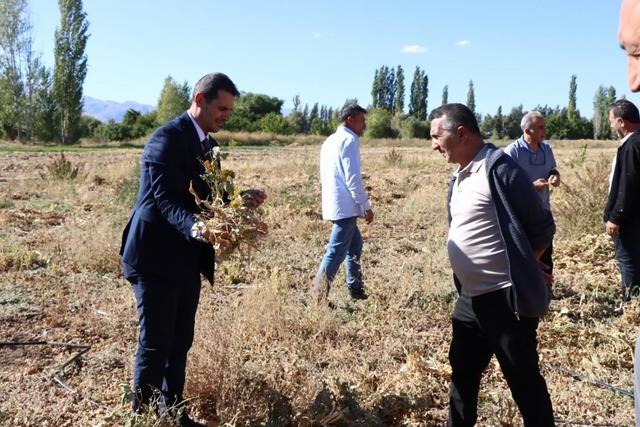 Erzincan’da kuru fasulye hasadı başladı 1