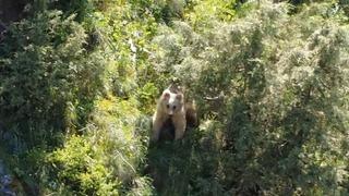 Boz ayı dron kamerasına yakalandı