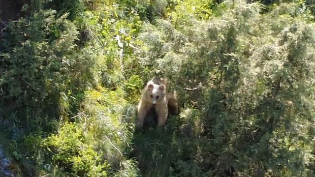Boz ayı dron kamerasına yakalandı