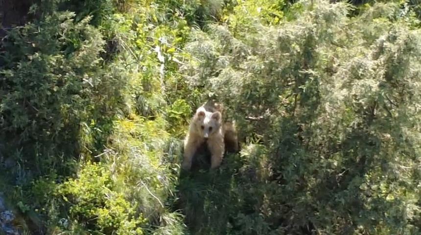 Boz ayı dron kamerasına yakalandı
