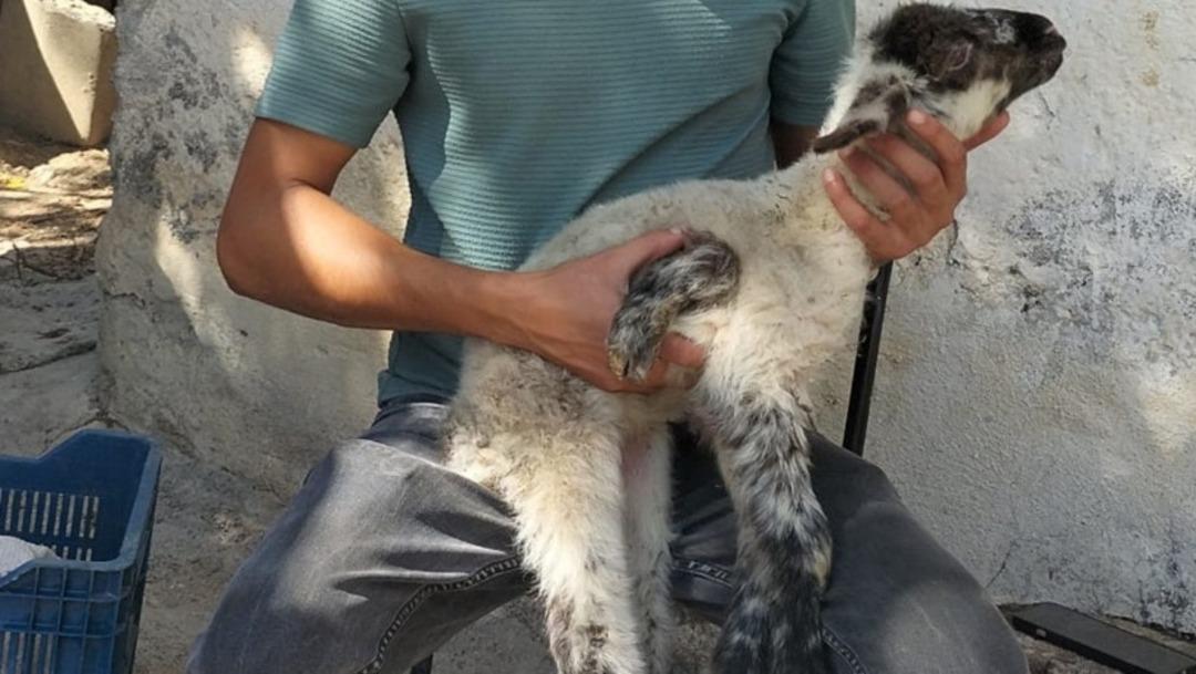 Antalya da şaşırtan doğum! Görenler anlayamadı: "İlk defa görüyorum" 1